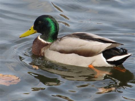 Duck Swimming Free Stock Photo - Public Domain Pictures