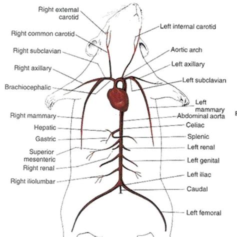 Rat Dissection And Anatomy at Arizona State University - West Campus ...