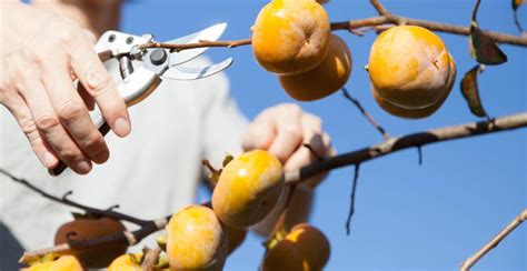 Persimmon Tree: How to Grow and Care for Your Persimmon Plant ...