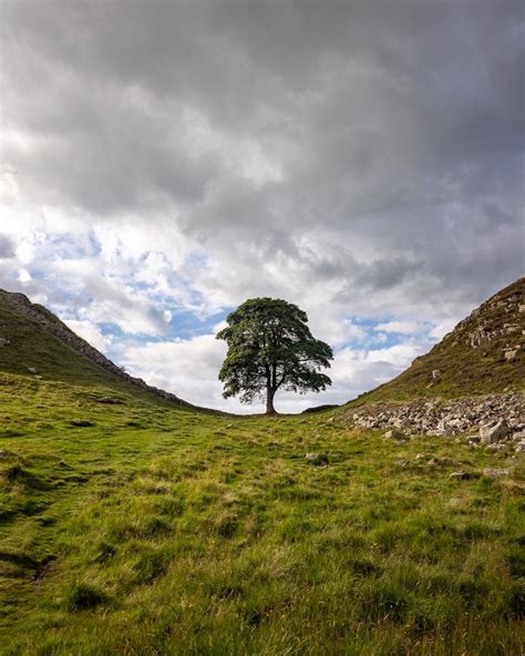 Sycamore Gap: Things to know before visiting & the shortest walk to get ...