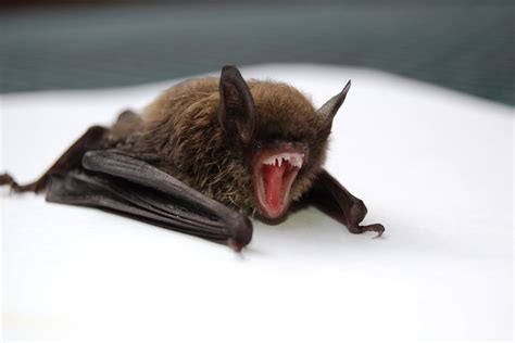 Comment | Vampire bats aren't the monsters we thought they were - Keele ...