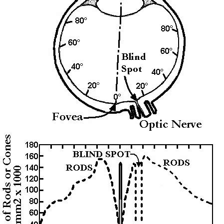 The distribution of rods and cones photoreceptors in human eye, after ...