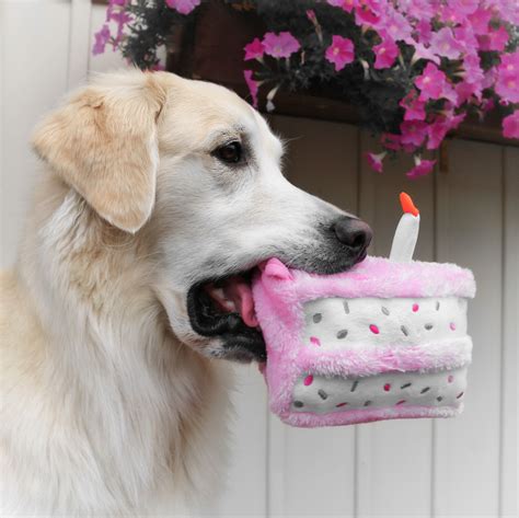 dog eating cake images - Seriously Column Slideshow