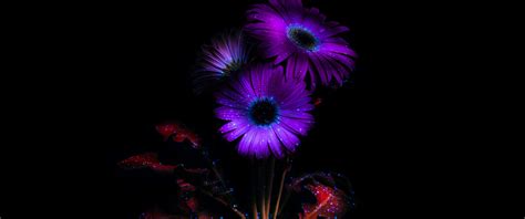 Purple Flowers Wallpaper 4K, Glowing, AMOLED, 8K