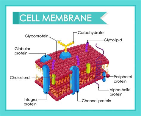 Cell Membrane Diagram Labeled