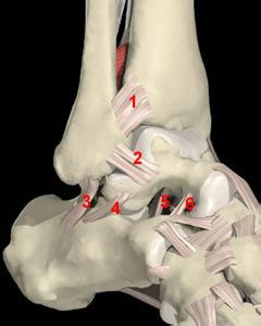 Sinus Tarsi Mri