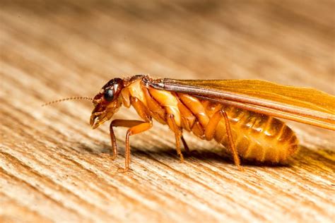 Get rid of flying termites in the home | Pegasus Pest Control