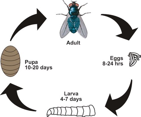 Fly Lifecycle - WELCOME TO OUR GRADE 2-3 CLASSROOM WEBSITE