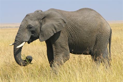 African Elephant Facts, History, Useful Information and Amazing Pictures