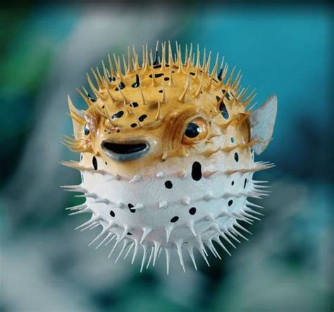 PUFFER FISH--THE SPIKES ARE POISONOUS | Beautiful sea creatures, Sea ...