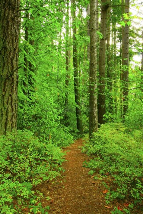 Pacific Northwest Forest Hiking Trail Stock Photo - Image of paths ...