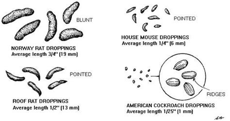 Rat Poop 101: How to Identify and Clean Rat Droppings Safely