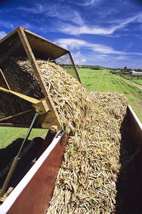 Harvesting sugar cane - Stock Image - E768/0283 - Science Photo Library