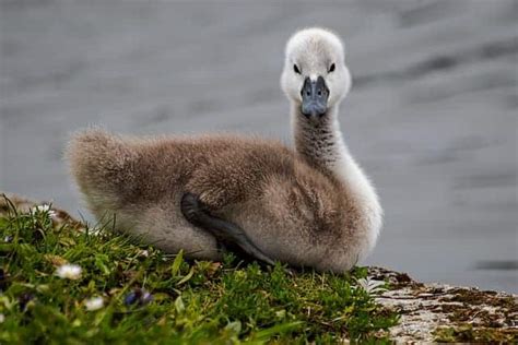 What Is A Baby Swan Called? | Amazing Facts With Pictures - UrduFOX