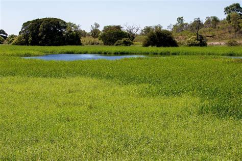 Supporting the strategic management of invasive grasses - NESP ...