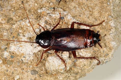 Large Cockroach Species | Roach | cockroach | Insect