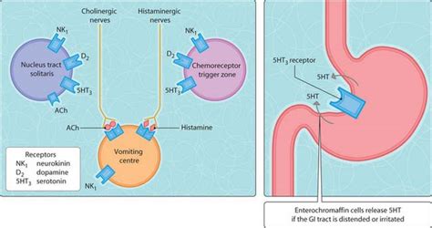 Nausea and emesis | Basicmedical Key