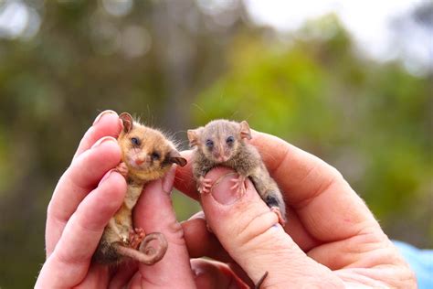 Little pygmy possum spotted on Australia's Kangaroo Island