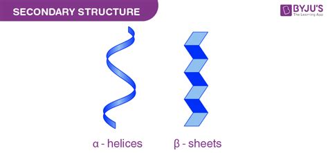 Alpha-Helix and Beta-Sheet - Introduction, Types and Differences ...