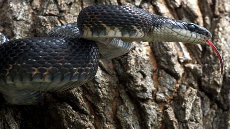 Kansas Herpetofaunal Atlas