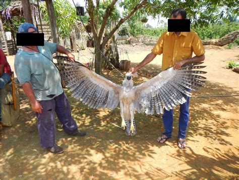 Dying of curiosity: Why people shoot harpy eagles | Focusing on Wildlife