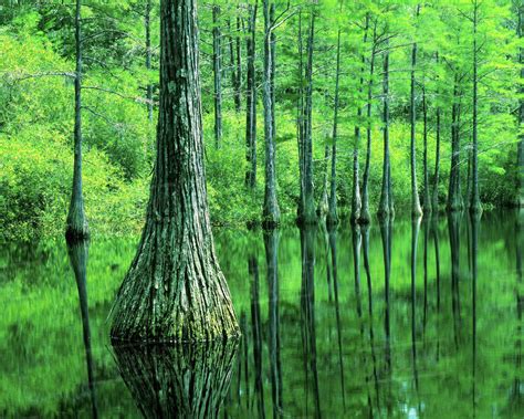 USA, Florida, Apalachicola National Forest, Bald Cypress - Stock Photo ...