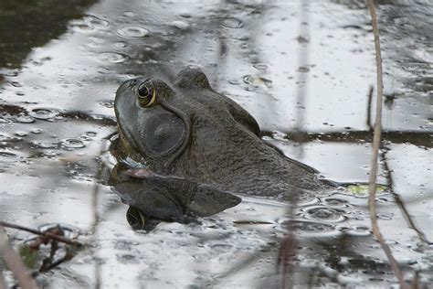 American Bullfrog Natural Habitat Photograph by Kathy Gallow | Fine Art ...