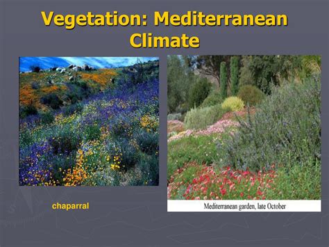 PPT - Climate Zones and Vegetation PowerPoint Presentation, free ...