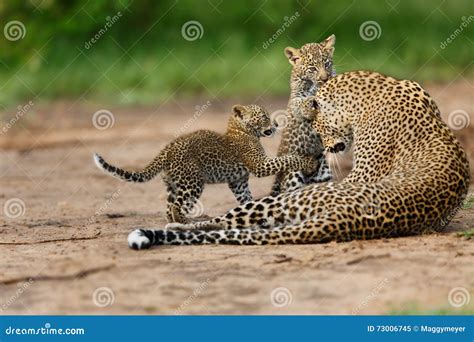 Leopard Cubs Playing with Mother in Masai Mara, Kenya Stock Image ...