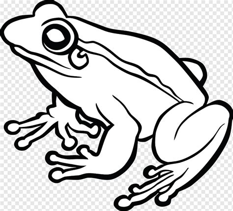 Frog Line art Drawing, amphibian, white, animals, monochrome png | PNGWing