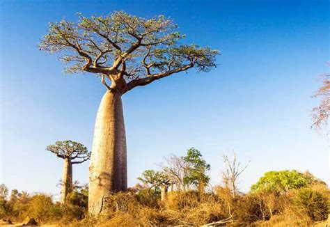 The Baobab Tree:Africa's Iconic "Tree of Life" – Aduna