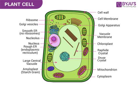 Ag Labeled Plant Cell Labeled Plant Cell Easy - Carter Caget1989