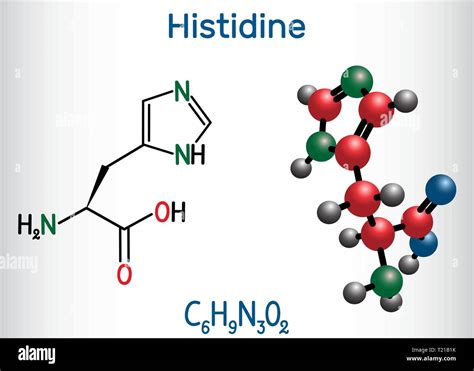 Histidine (L- histidine , His, H) amino acid molecule. It is used in ...