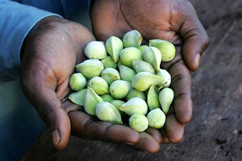 Knowledge on the menu at first national Indigenous bush food symposium ...