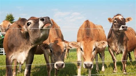 HOW TO BUILD AN ELECTRIC FENCE FOR CATTLE – Meat Goats