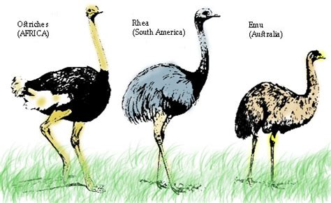 Facts about flightless birds (ratites) | Facts About All