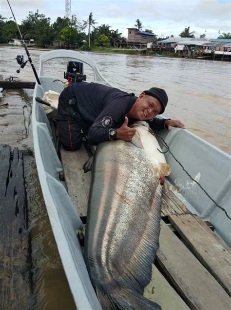 Rezeki ikan tapah gergasi RM1,500 | Astro Awani