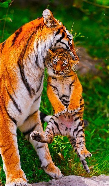 Baby Tiger and Mom | Mothers | Pinterest | Tigers, Tiger moms and Animal