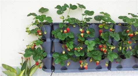 How to Grow Strawberries (Vertically!) — Bees and Roses. Gardening tips ...