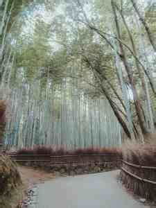 What you Need To Know About Visiting The Arashiyama Bamboo Grove In ...