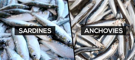 The Difference between Sardine Frozen and Anchovies - Sardine Fish ...