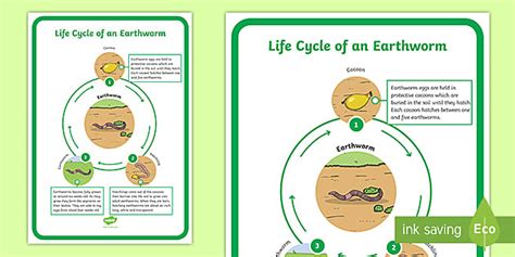 Life Cycle of an Earthworm Poster | Twinkl Display Resource