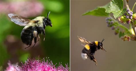 Do Bumble Bees Sting? Find Out! | Balcony Garden Web