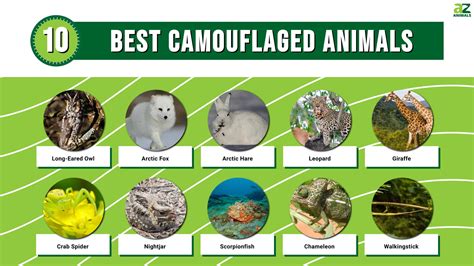 10 Animals with Camouflage So Good They're Basically Invisible - A-Z ...