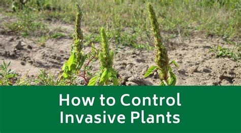 How to Control Invasive Plants - Evergreen Landscaping