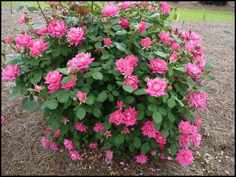 KNOCK OUT ROSE PINK DOUBLE – Hinsdale Nurseries