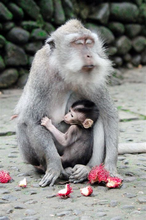 Mammals Feeding Young - Pets Lovers