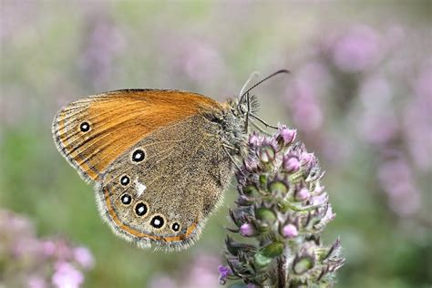 Restoring Rare Butterfly Habitats