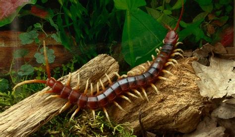 Amazonian Giant Centipede | NatureRules1 Wiki | Fandom