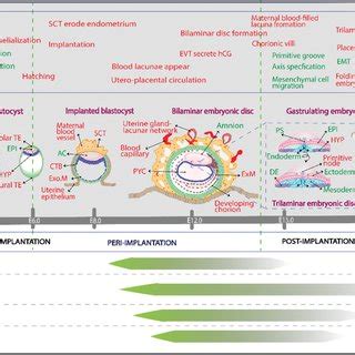 Schematic representing the current human embryo models along the ...